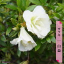 さつき 苗 【白盃】 4号ポット苗 単品 or 4本セット or 12本セット