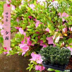  c y[/䂤z 4|bgc Pi or 4{Zbg or 12{Zbg