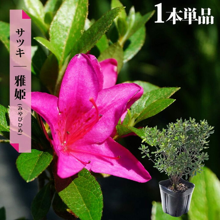 楽天市場】さつき 苗 【雅姫/みやびひめ】 4号ポット苗 単品 or 4本 