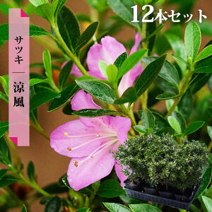  c y/傤ӂEz 4|bgc Pi or 4{Zbg or 12{Zbg
