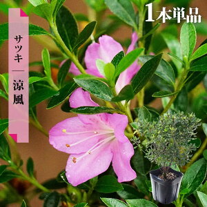  c y/傤ӂEz 4|bgc Pi or 4{Zbg or 12{Zbg