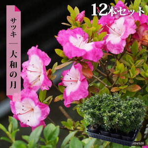  c yǎz 4|bgc Pi or 4{Zbg or 12{Zbg