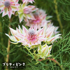 セルリア プリティピンク 鉢植え
