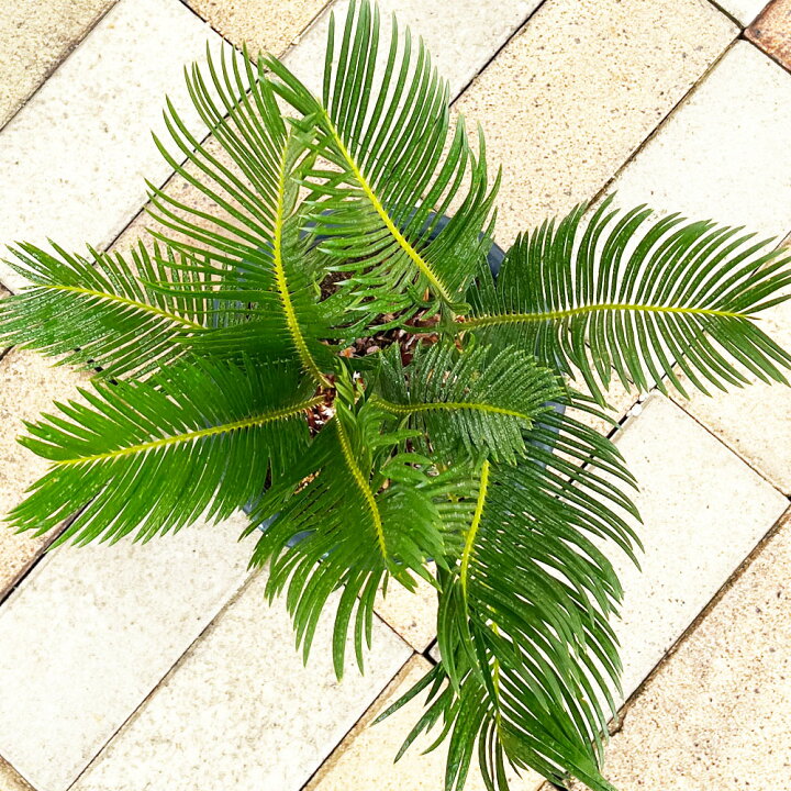 楽天市場】【ソテツ (蘇鉄)】 6号 白陶器鉢 鉢植え : 苗木部 by 花 