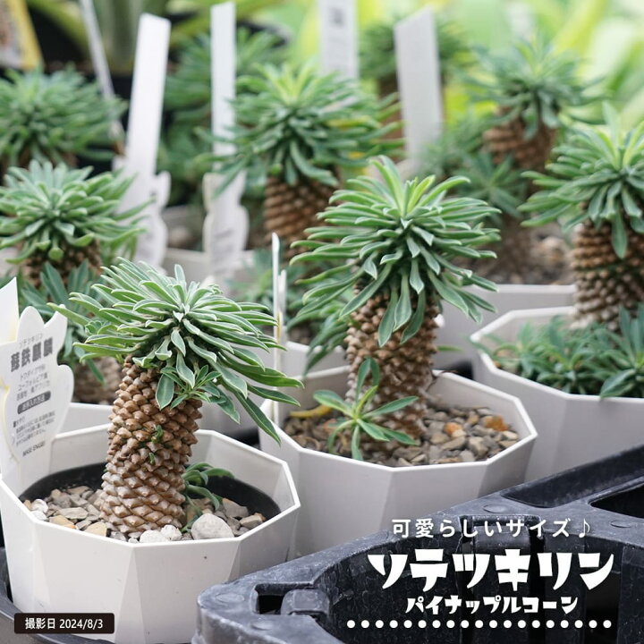 楽天市場】ソテツキリン（蘇鉄麒麟）パイナップルコーン 4号鉢植え 