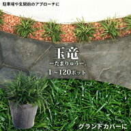 【累計20000ケース突破】 玉竜 7.5cmポット苗 1ポットから販売・40ポット・80ポット・120ポットセット ケ…