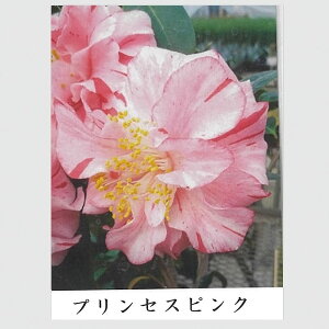  c yvZXsNz ږ A y\̔z9`11{ח\