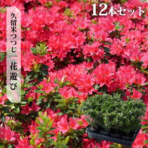 ツツジ 苗 クルメツツジ 【花遊び】 4号ポット苗 単品 or 4本セット or 12本セット