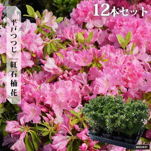平戸ツツジ 【紅石楠花】 4号ポット苗 単品 or 4本セット or 12本セット
