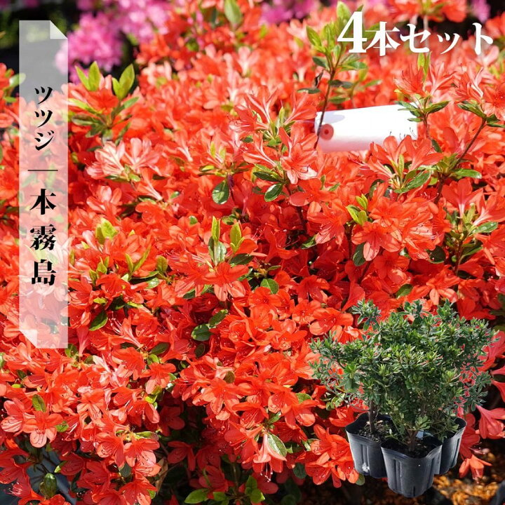 キリシマツツジ（二段） プロの園芸に通じた方向け