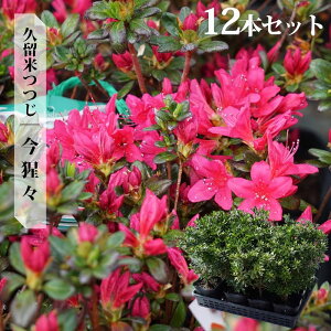 ツツジ 苗 クルメツツジ 【今猩々】 4号ポット苗 単品 or 4本セット or 12本セット
