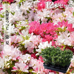 ツツジ 苗 クルメツツジ 【常夏】 4号ポット苗 単品 or 4本セット or 12本セット