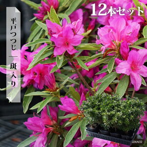 平戸ツツジ 【斑入り】 4号ポット苗 単品 or 4本セット or 12本セット