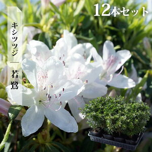 ccW c LVccW y (JTM)z 4|bgc Pi or 4{Zbg or 12{Zbg