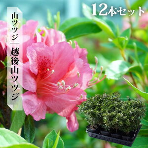 }ccW c yzRccWz 4|bgc Pi or 4{Zbg or 12{Zbg