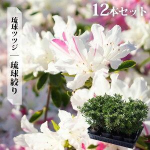 ccW c ELEccW yiz 4|bgc Pi or 4{Zbg or 12{Zbg