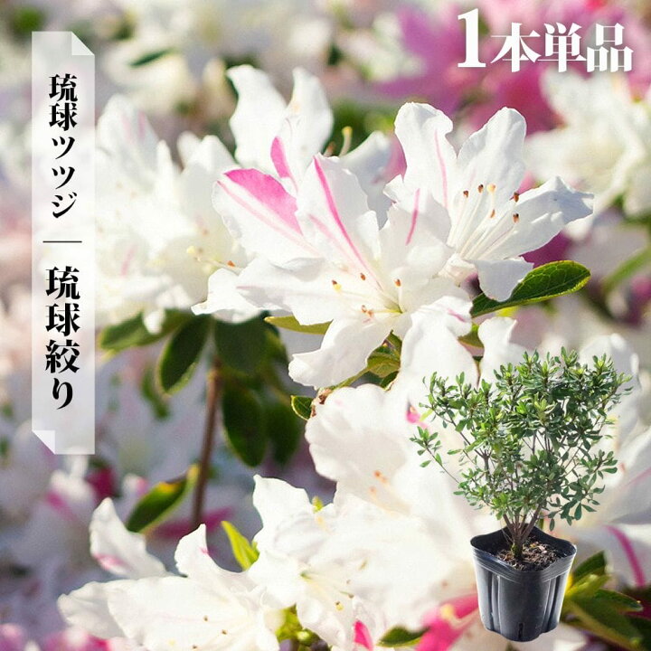 tsutsuji-j043-tan.jpg?fitin= 