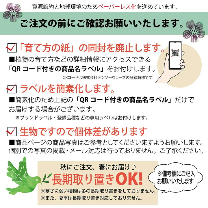 楽天市場】シマグミ 挿し木 1年生苗 : 苗木部 by 花ひろばオンライン 