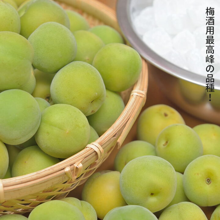 楽天市場】梅の苗木 【古城】 実梅 うめ 1年生接木苗 単品 or 受粉樹 