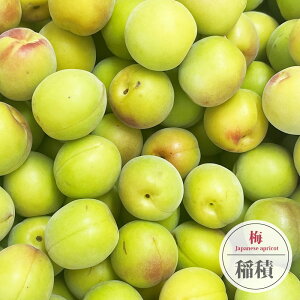 ~̕c yρiȂ݁jz ~  1Nږؕc