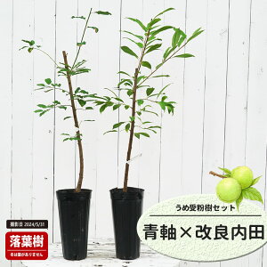 ~̕c yz ~  1Nږؕc Pi or 󕲎Zbg y\̔z11`12ח\