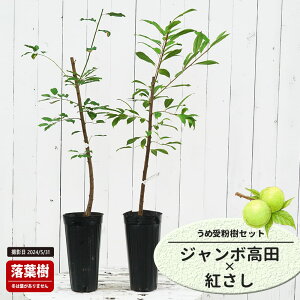 ~̕c yW{cz ~ 1Nږؕc Pi or 󕲎Zbg y\̔z11`12ח\