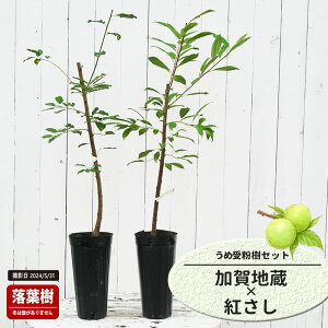 ~̕c ynz ~  1Nږؕc Pi or 󕲎Zbg o^iEio^ y\̔z11`12ח\