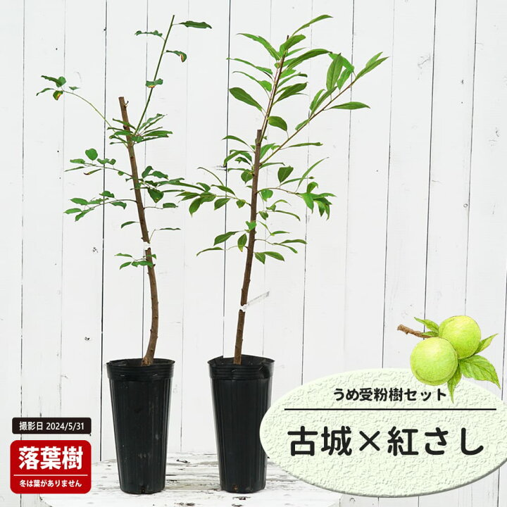 楽天市場】梅の苗木 【古城】 実梅 うめ 1年生接木苗 単品 or 受粉樹 