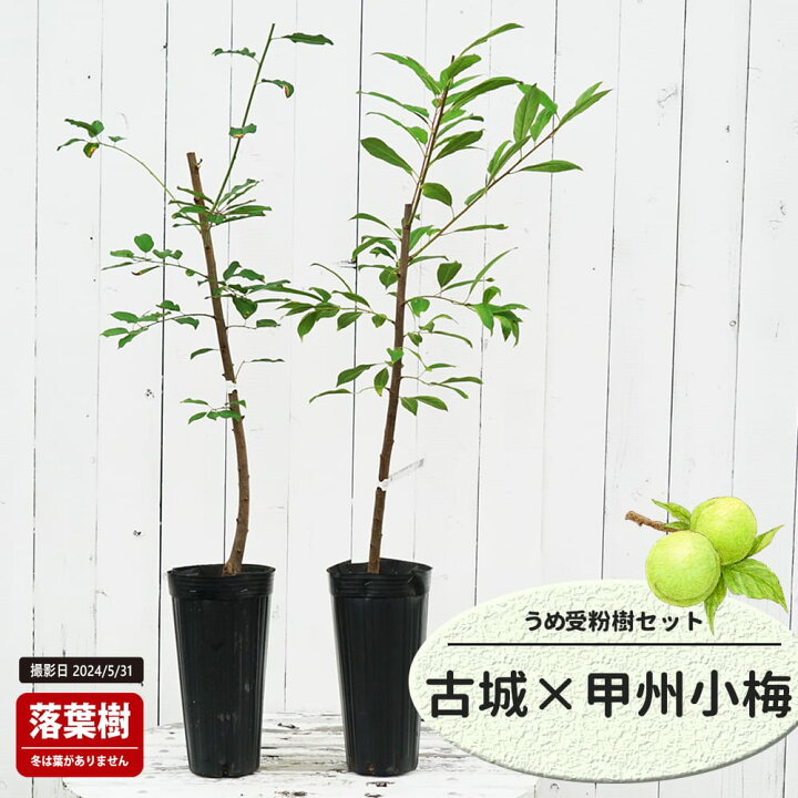 楽天市場】梅の苗木 【古城】 実梅 うめ 1年生接木苗 単品 or 受粉樹 