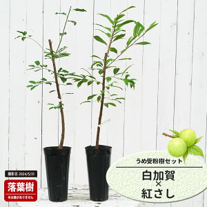 ~̕c yz ~  1Nږؕc Pi or 󕲎Zbg y\̔z11`12ח\