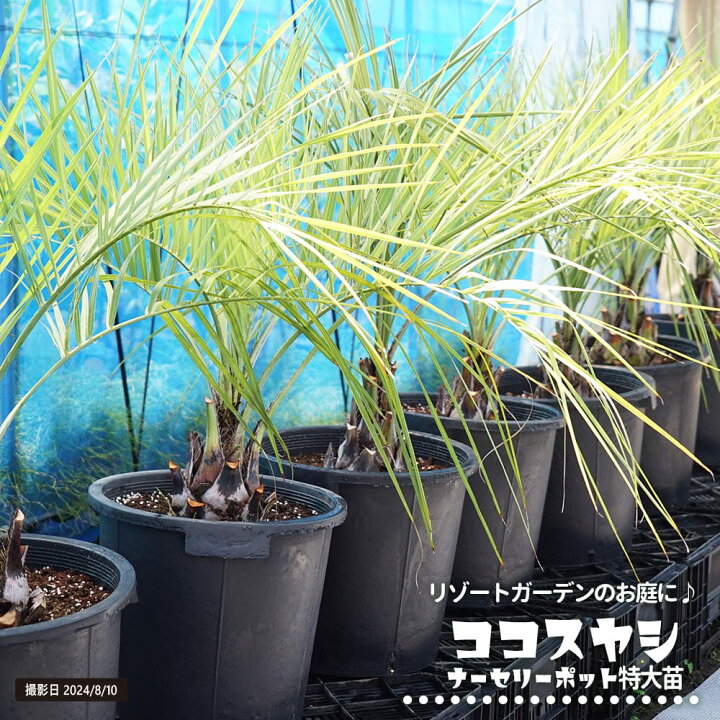 楽天市場】6月3日20時からのセール対象商品 ヤシの木 【ココスヤシ 