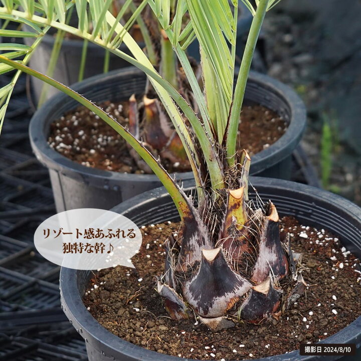 楽天市場】ヤシの木 【ココスヤシ】 ナーセリーポット植え 特大苗 大型  