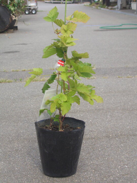 楽天市場 ボイセンベリー 5号ポット苗 苗木部 ｂｙ 花ひろばオンライン