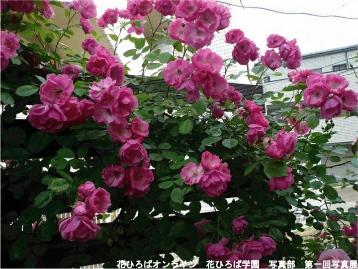 楽天市場 四季咲きつるバラ アンジェラ 長尺苗 大型宅配便 沖縄 離島不可 苗木部 ｂｙ 花ひろばオンライン