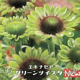 楽天市場 エキナセア 苗 開花時期夏 の通販