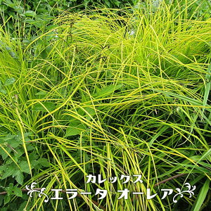 JbNX yG[^ I[Az 3|bgc y\̔z4`5ח\