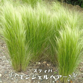 楽天市場 スティパ エンジェルヘアの通販 楽天市場 スティパ エンジェルヘアの通販