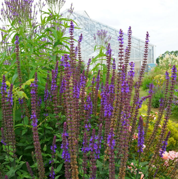 楽天市場 サルビア ブルークイーン ポット苗 予約販売 11月上旬頃発送予定 苗木部 ｂｙ 花ひろばオンライン