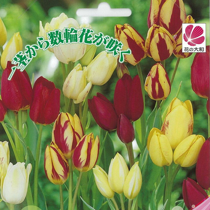楽天市場 チューリップ 枝咲き混合 球根 7球入り 植え付け時期12月下旬まで 苗木部 ｂｙ 花ひろばオンライン