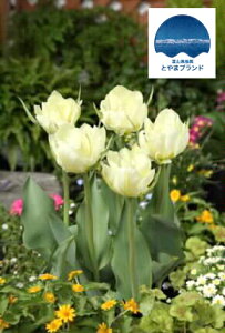 xRY`[bv yzCgo[z  i3j iAt12{܂Łj