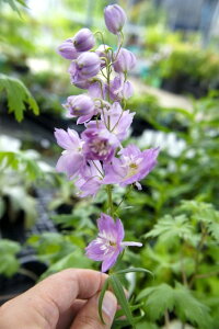 ftBjE yAXgbgz3|bgc y\̔z3{ח\