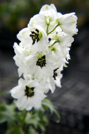 楽天市場 デルフィニューム 苗の通販