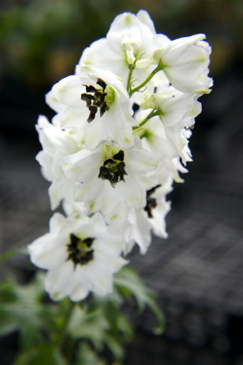 楽天市場 デルフィニウム ホワイト 3号ポット苗 苗木部 ｂｙ 花ひろばオンライン