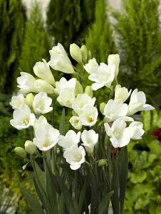 t[WA d F  i8j iAt12{܂Łj