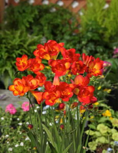 yVX[p[Z[Ώۏi t[WA d ԐF  i7j iAt12{܂Łj