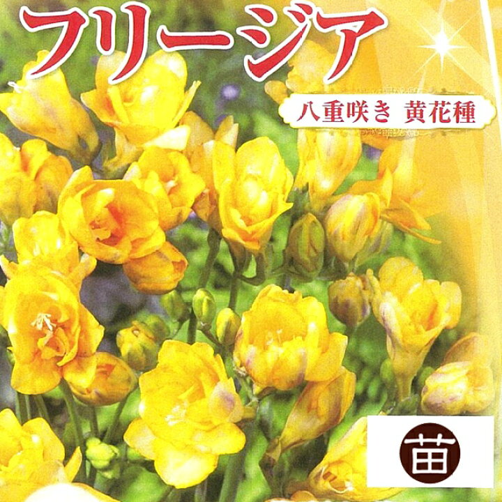 楽天市場】フリージア 【ヘリオス】 八重 黄色 球根 （8球入り  