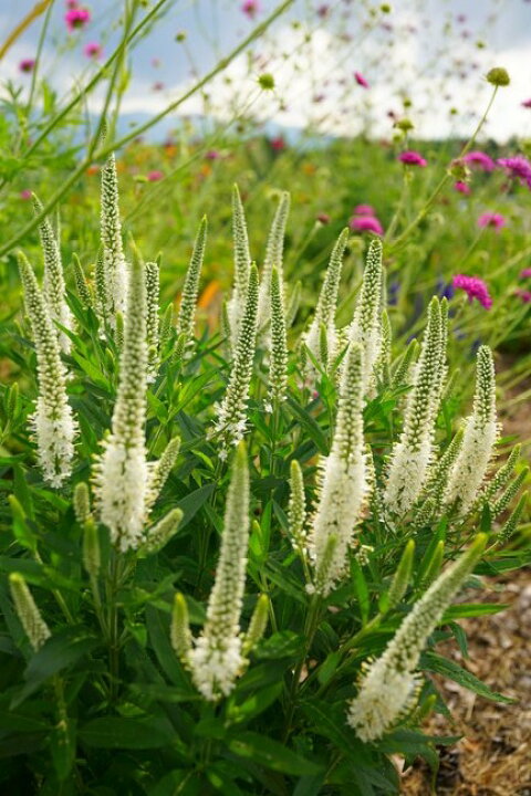 楽天市場 ベロニカ ハミングバードホワイト ポット苗 苗木部 by 花ひろばオンライン 楽天市場 ベロニカ ハミングバードホワイト ポット苗 苗木部 by 花ひろばオンライン