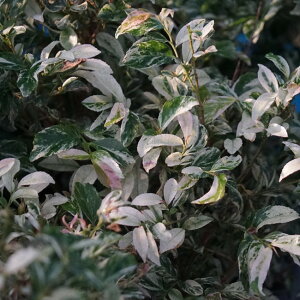常緑樹 斑入り 盆栽 植木の人気商品 通販 価格比較 価格 Com