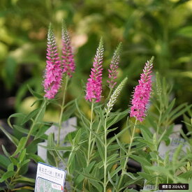 ベロニカ 【ハミングバードピンク】 3号ポット苗 【予約販売】4～5月頃入荷予定