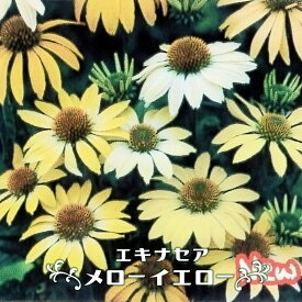 楽天市場 エキナセア 苗 開花時期夏 の通販 楽天市場 エキナセア 苗 開花時期夏 の通販